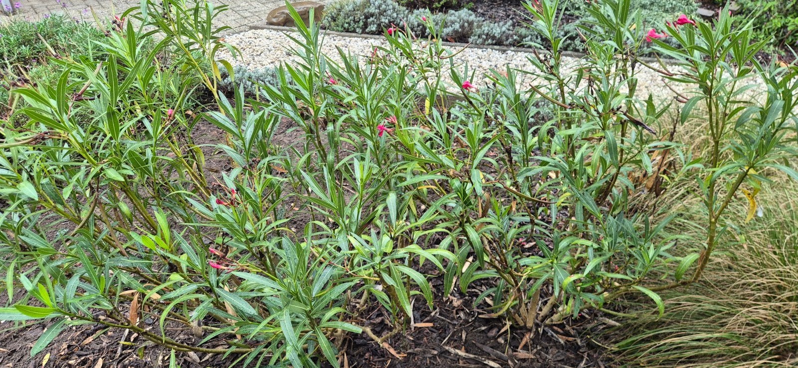 2 rode oleander., Tuin en Terras, Ophalen of Verzenden