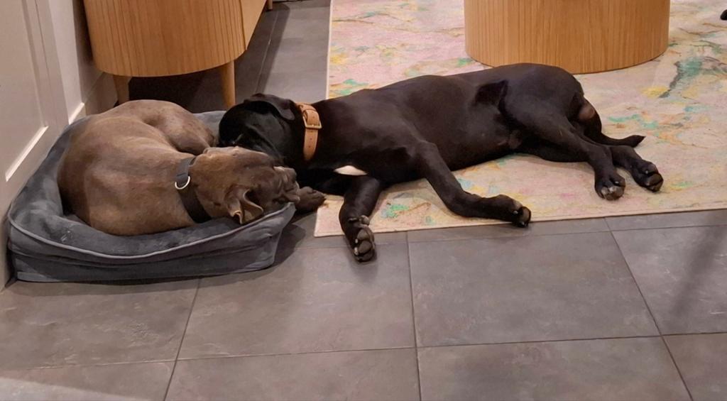 Puppy Cane Corso verwacht!, Ophalen, Nieuw, Overige