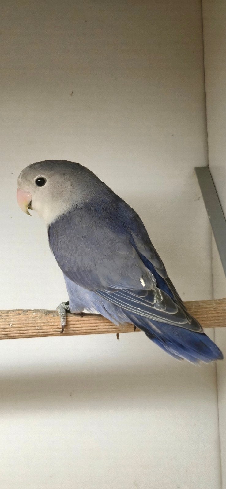 mooie violet roseicollie, Dieren en Toebehoren, Vogels | Parkieten en Papegaaien, Geslacht onbekend, Dwergpapegaai of Agapornis