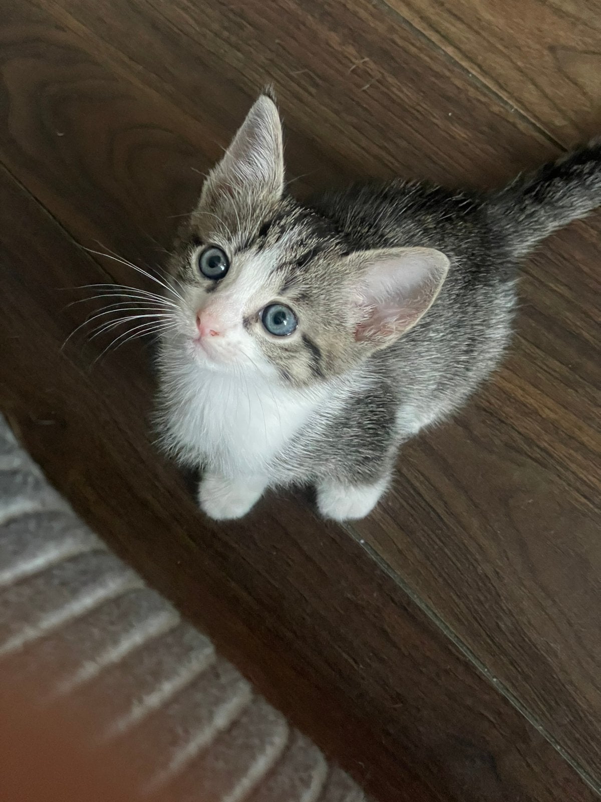 Leuke kitten meisje, Dieren en Toebehoren, Katten en Kittens | Overige Katten, Meerdere dieren
