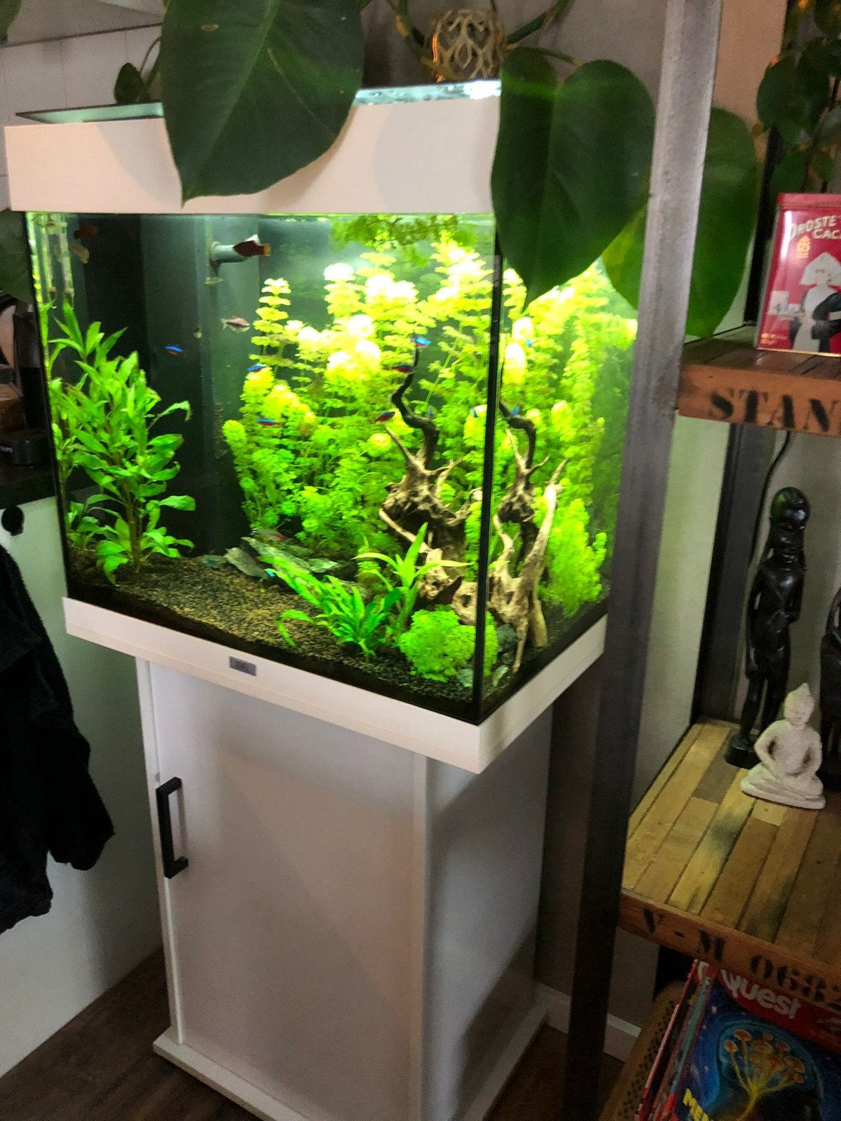 Juwel Lido 120 (incl vissen), Dieren en Toebehoren, Vissen | Aquaria en Toebehoren, Ophalen, Zo goed als nieuw, Gevuld zoetwateraquarium