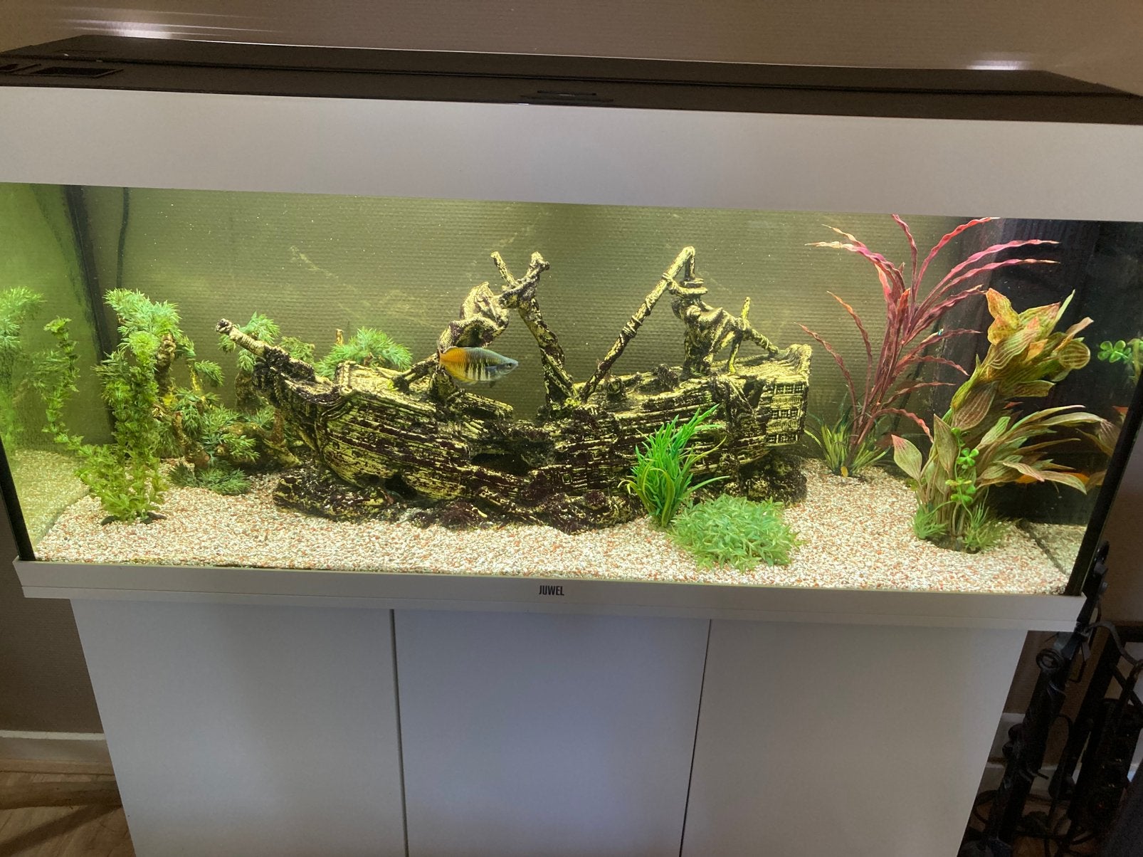 Aquarium compleet, Dieren en Toebehoren, Ophalen, Inclusief vissen, Juwel, Gevuld zoetwateraquarium