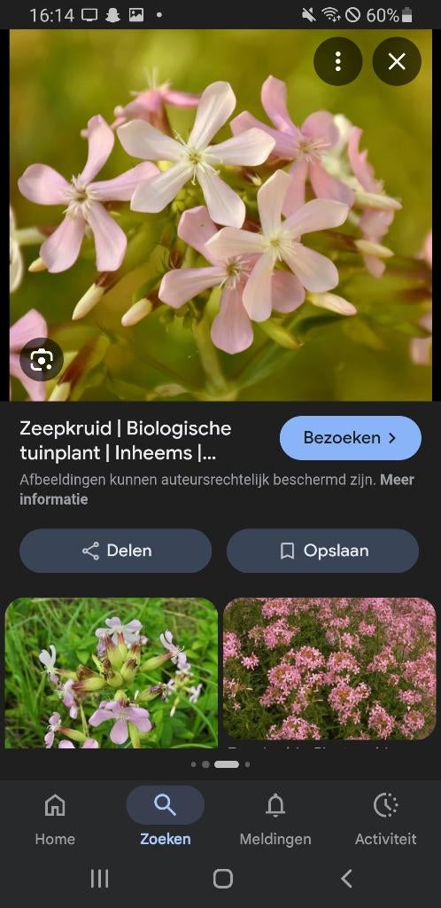Zeepkruid inheems, Tuin en Terras, Planten | Tuinplanten, Overige soorten, Volle zon, Vaste plant, Ophalen of Verzenden