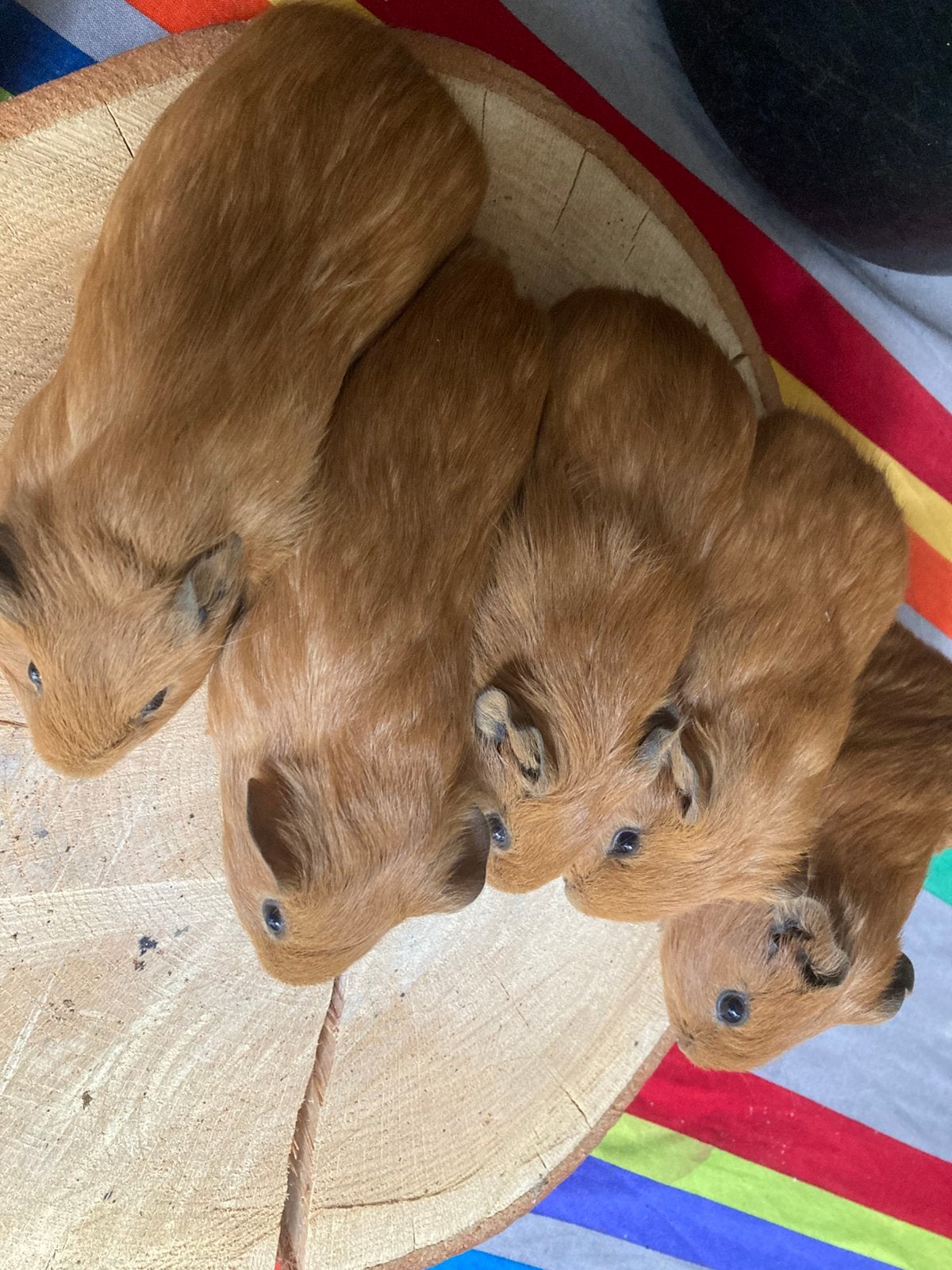 Gratis afhalen 5 mooie bruine cavia beertjes, Juli, Mannelijk, Cavia