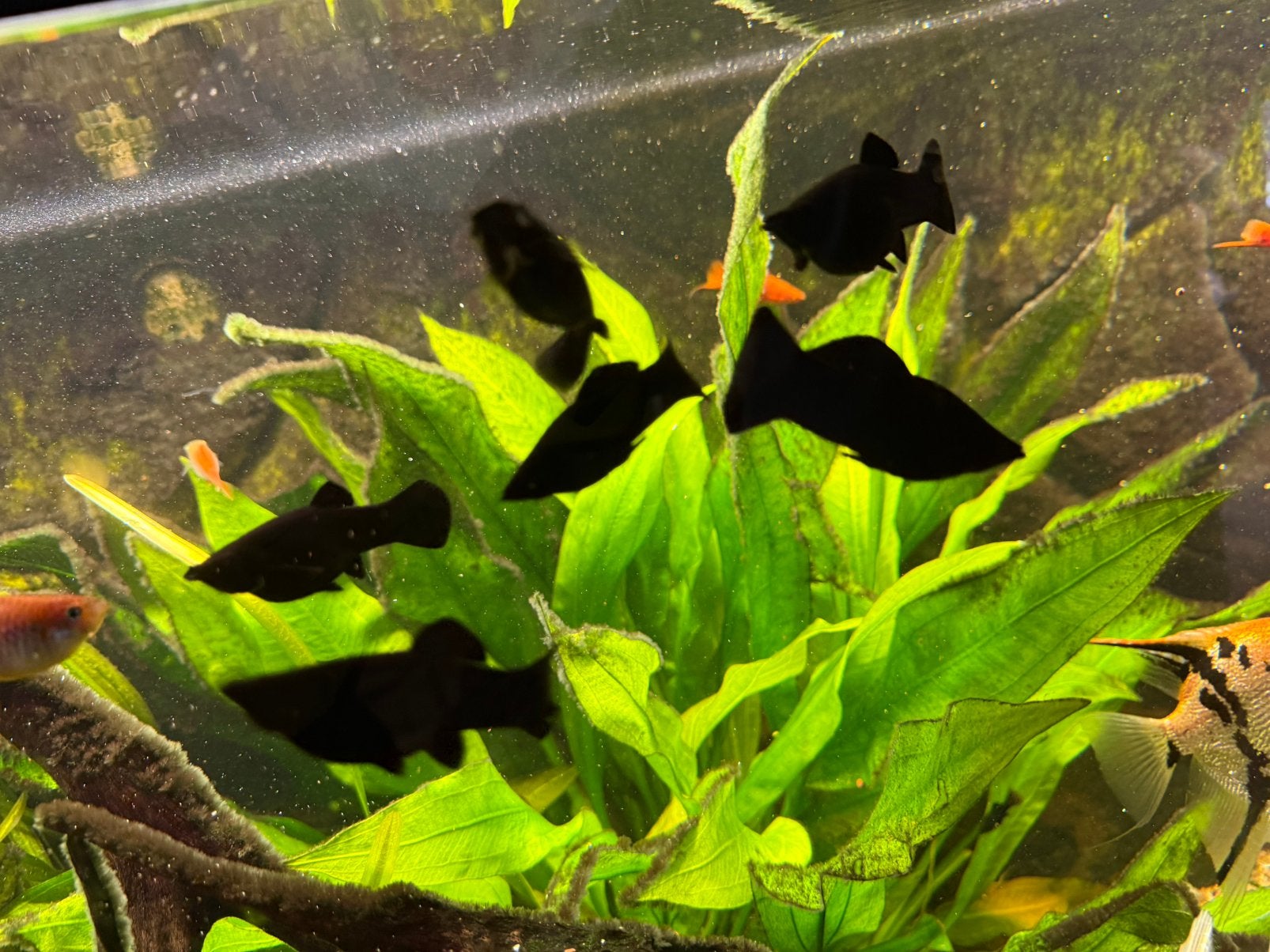 Black molly’s 10 stuks, Vis, Zoetwatervis
