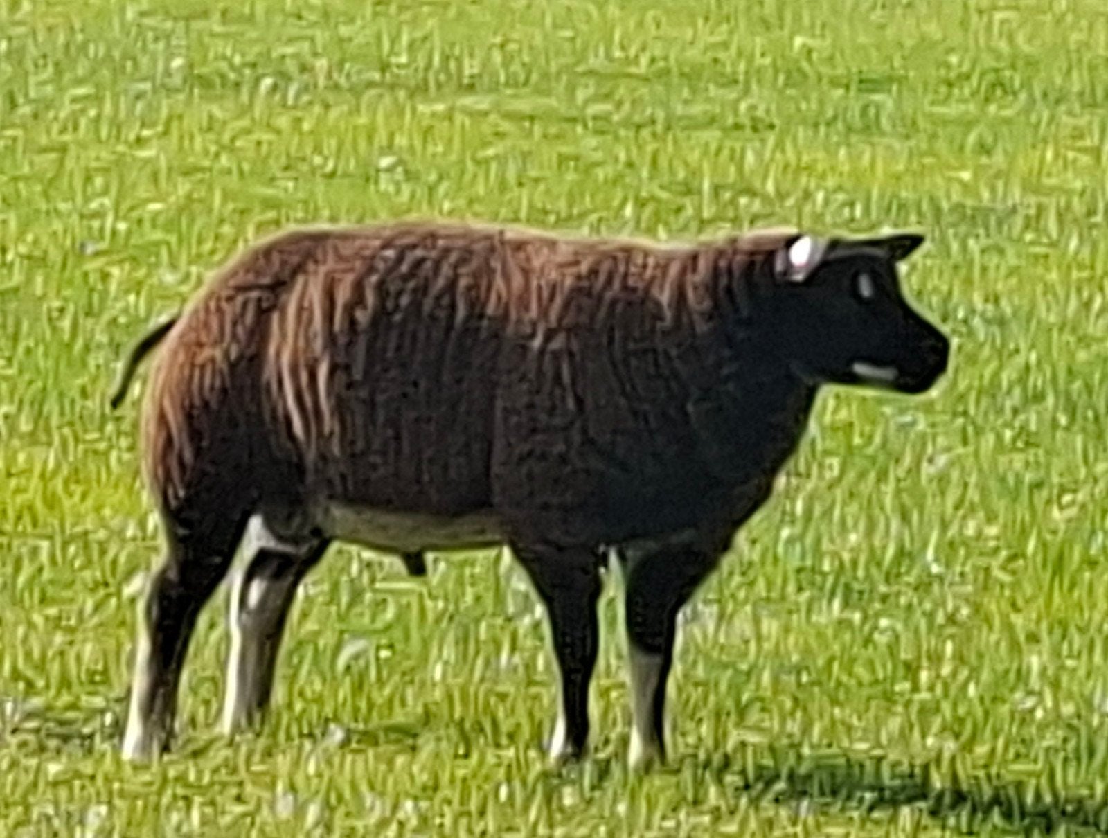 Te koop Dassenkop ramlam, Dieren en Toebehoren, Mannelijk, Schaap, 0 tot 2 jaar