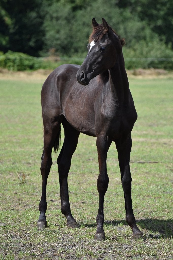 Te koop: Secret lover x glamourdale, Merrie, Met stamboom, Dressuurpaard, 0 tot 2 jaar