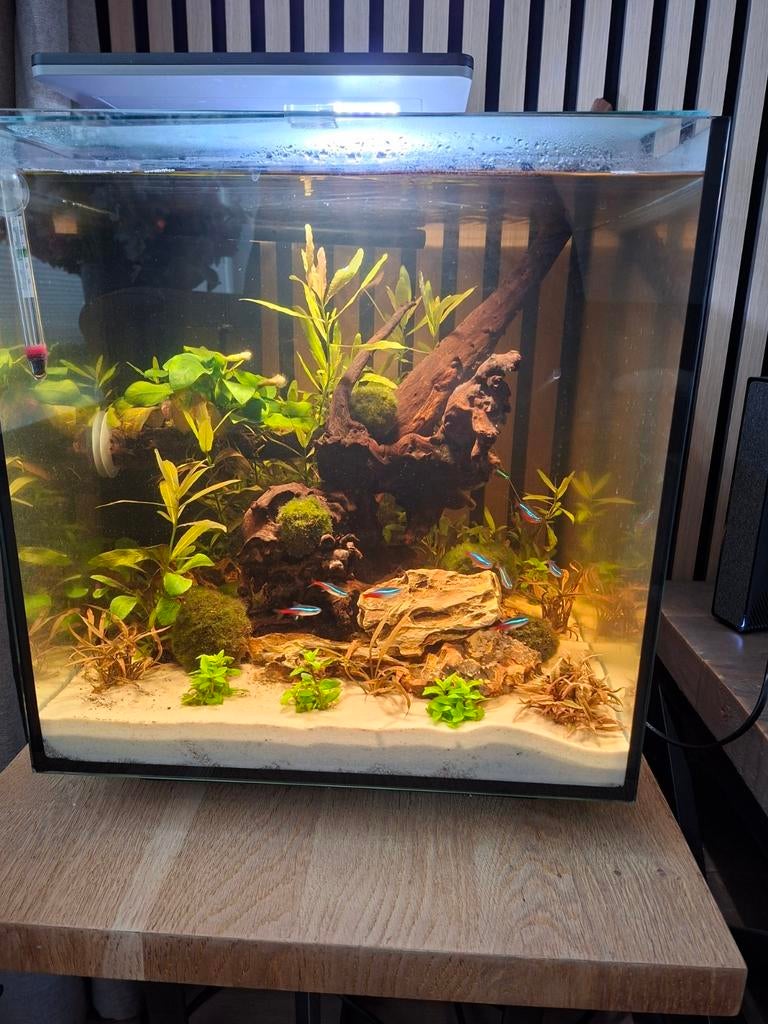 Aquarium superfish qubic 60, Dieren en Toebehoren, Ophalen, Zo goed als nieuw, Leeg aquarium
