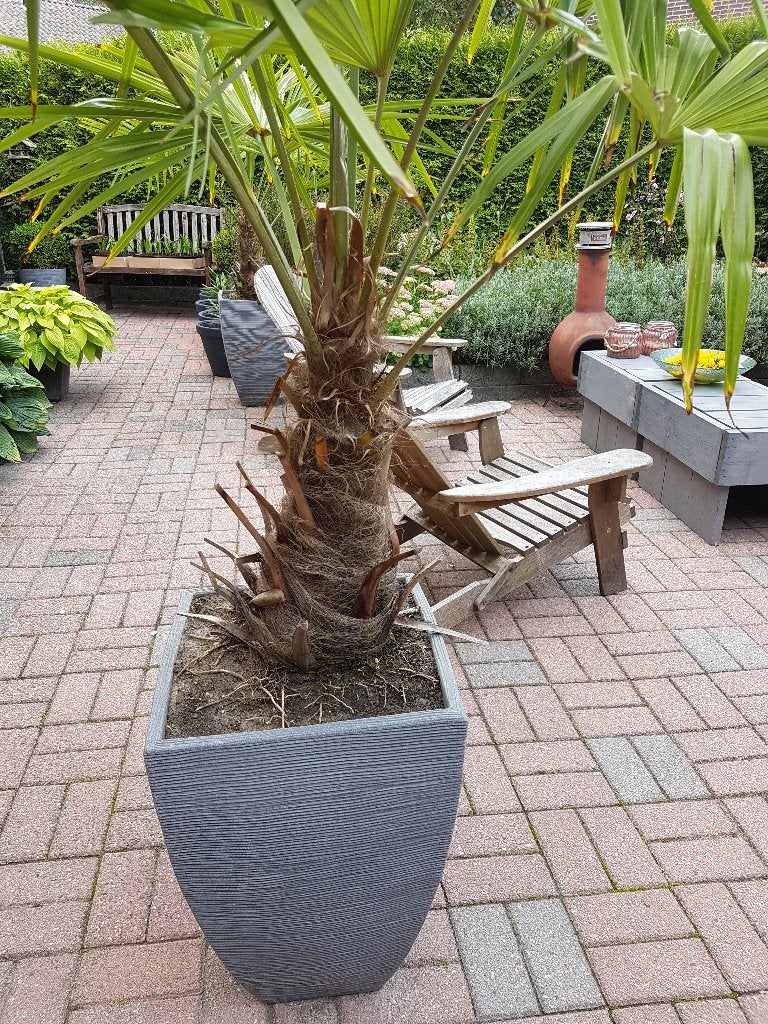 Foto 18 van Trachycarpus Fortunei    AANBIEDING