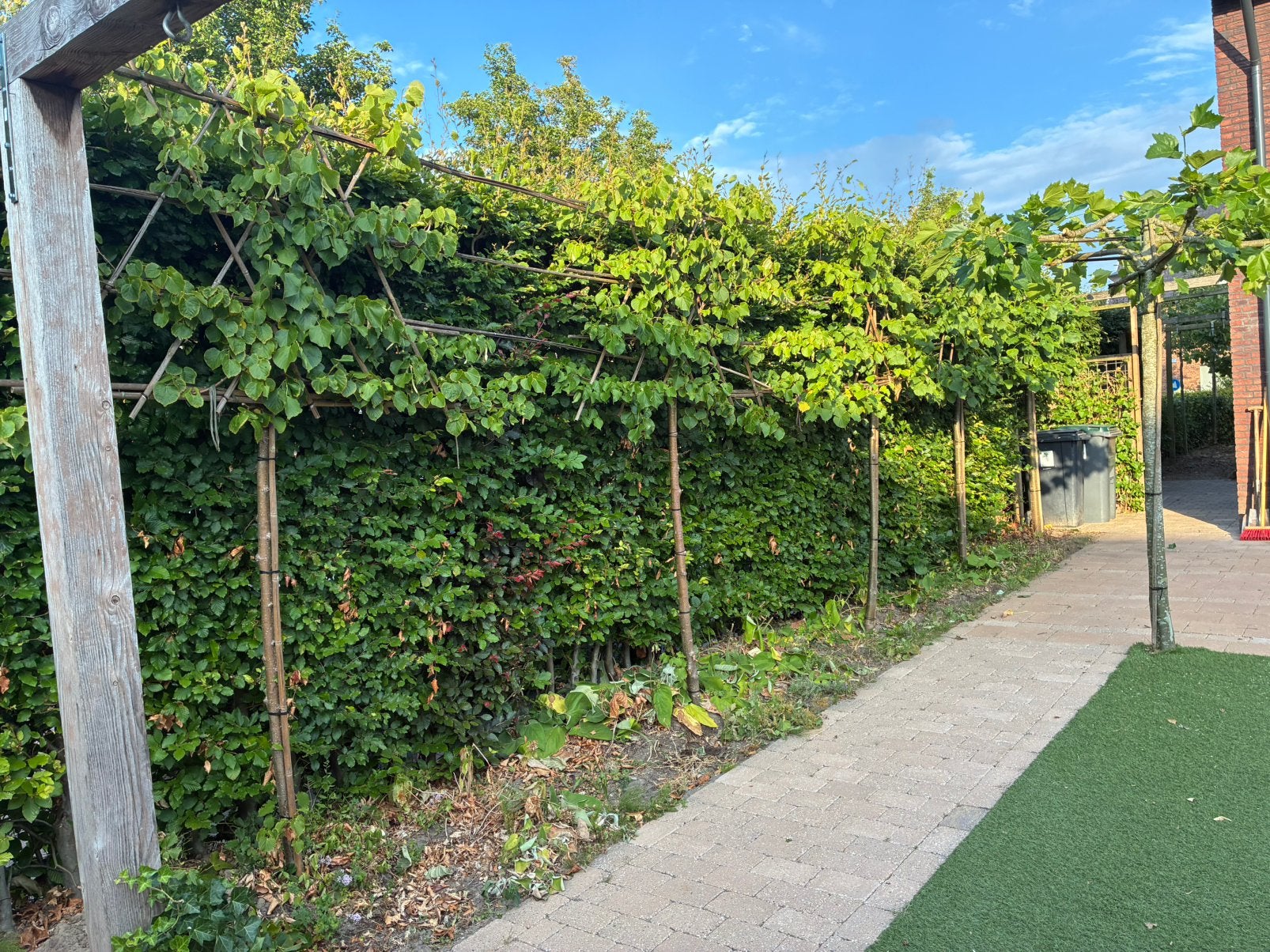Leilinde bomen, Tuin en Terras, Planten | Bomen, Ophalen, Volle zon, Overige soorten
