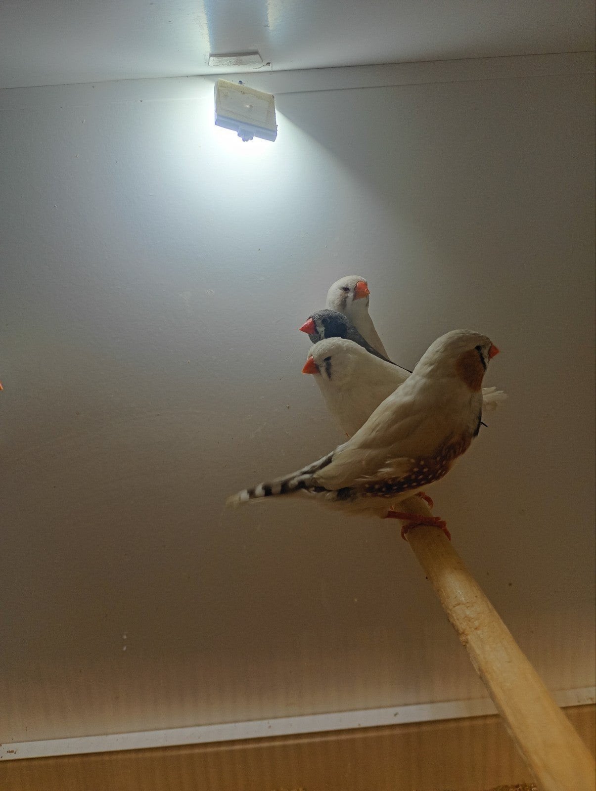 tekoop 1 koppel wit masker zebravinken, Dieren en Toebehoren, Vogels | Overige Vogels, Meerdere dieren, Tropenvogel, Geringd