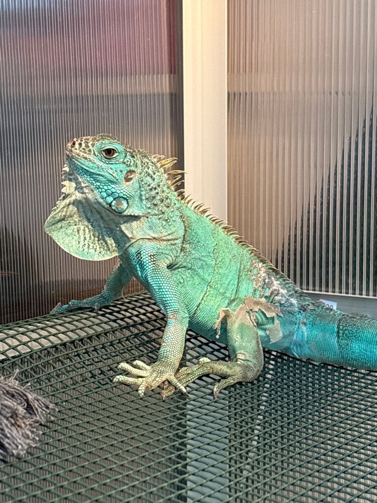 Axantic Blue leguaan, Dieren en Toebehoren