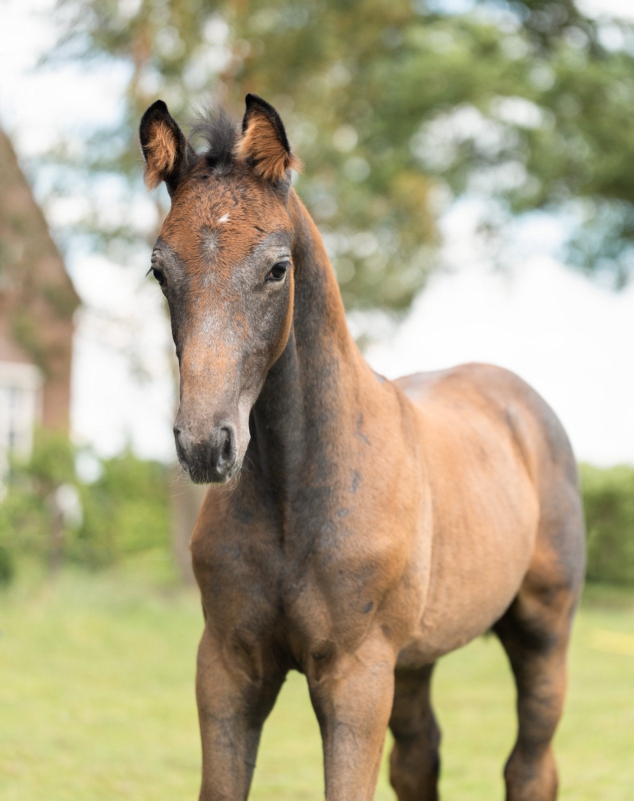 *wegens niet nakomen* Interessant hengstveulen, Springpaard, Met stamboom, Niet van toepassing, 0 tot 2 jaar