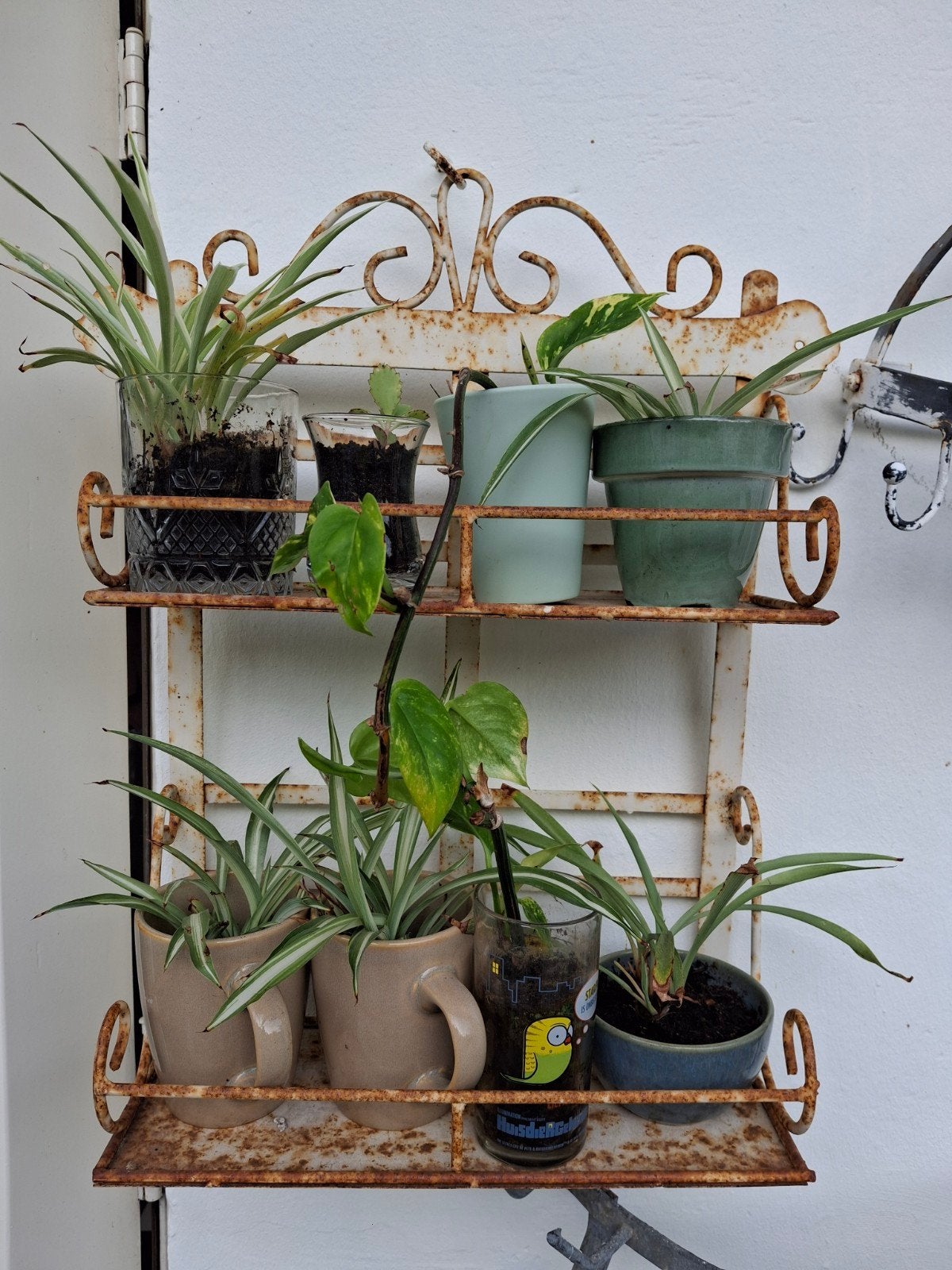 gratis plantjes afhalen in Amsterdam, Huis en Inrichting, Kamerplanten, Ophalen, Halfschaduw, In pot, Minder dan 100 cm