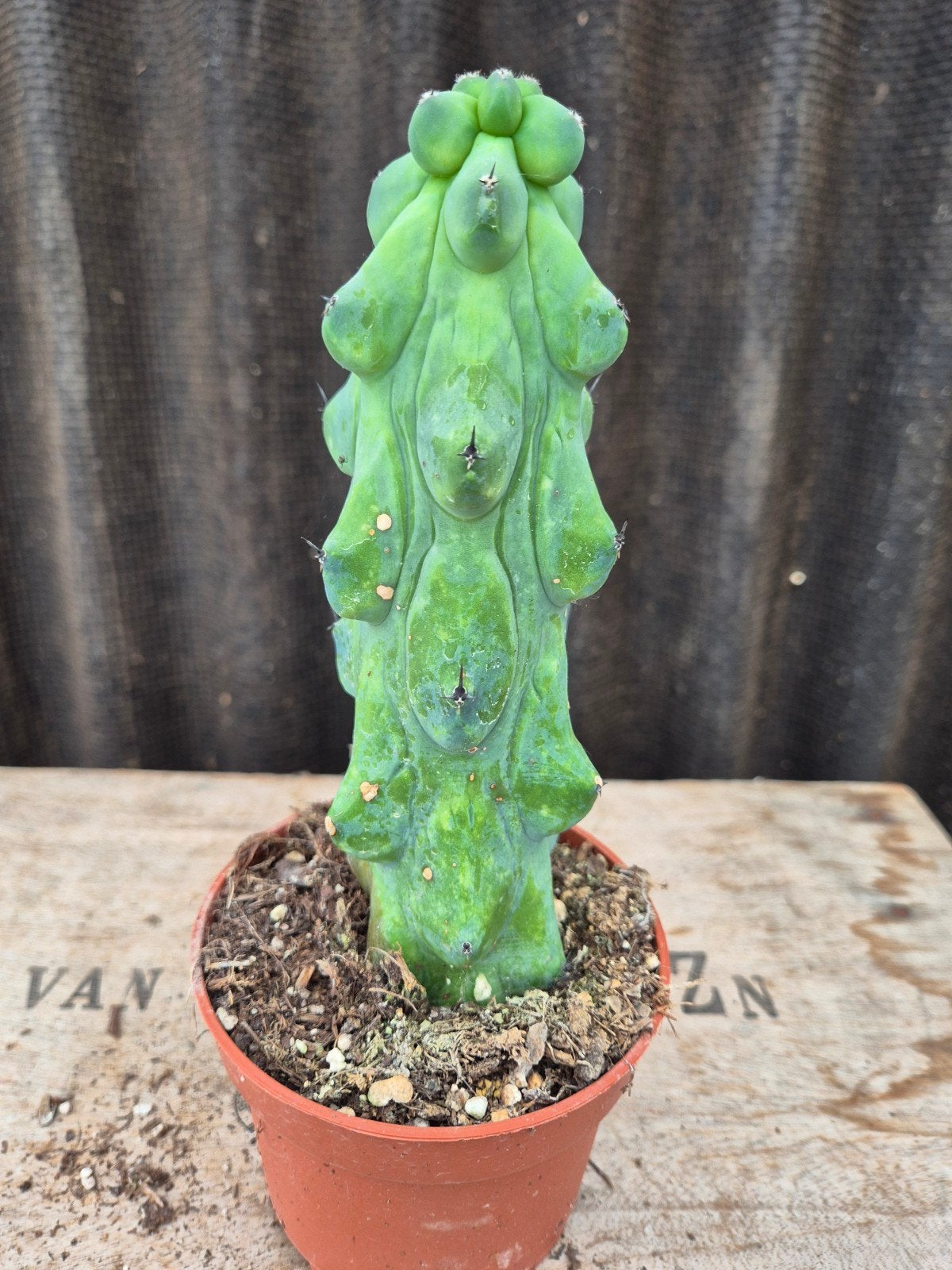 Cactus Myrtillocactus geometrizans Fukurokuryuzinboku (5), Huis en Inrichting, Kamerplanten, Ophalen of Verzenden, Cactus, Volle zon
