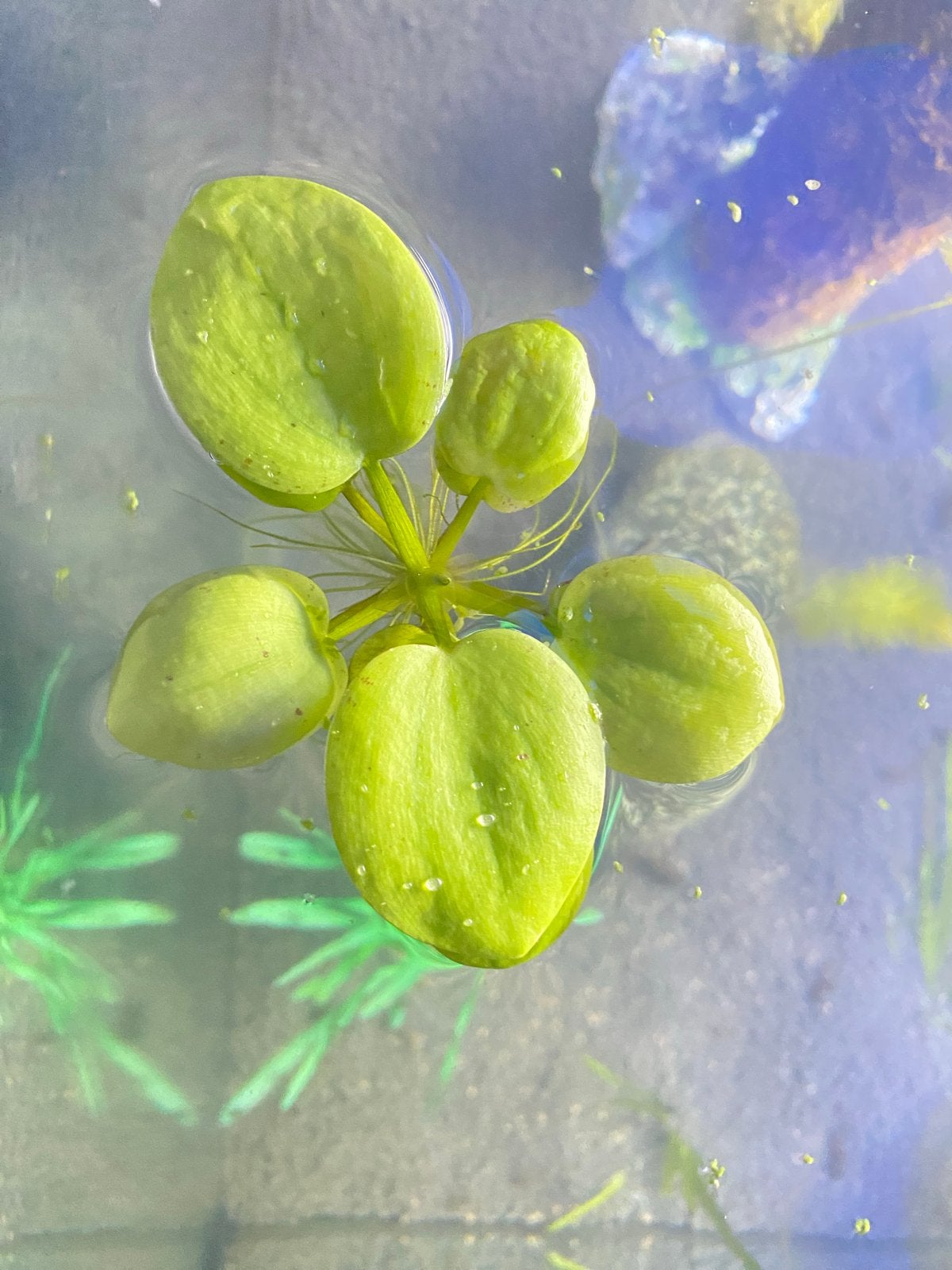 Amazon kikkerbeet drijfplanten, Dieren en Toebehoren, Vissen | Aquaria en Toebehoren, Ophalen, Nieuw, Plant(en), Steen of Hout