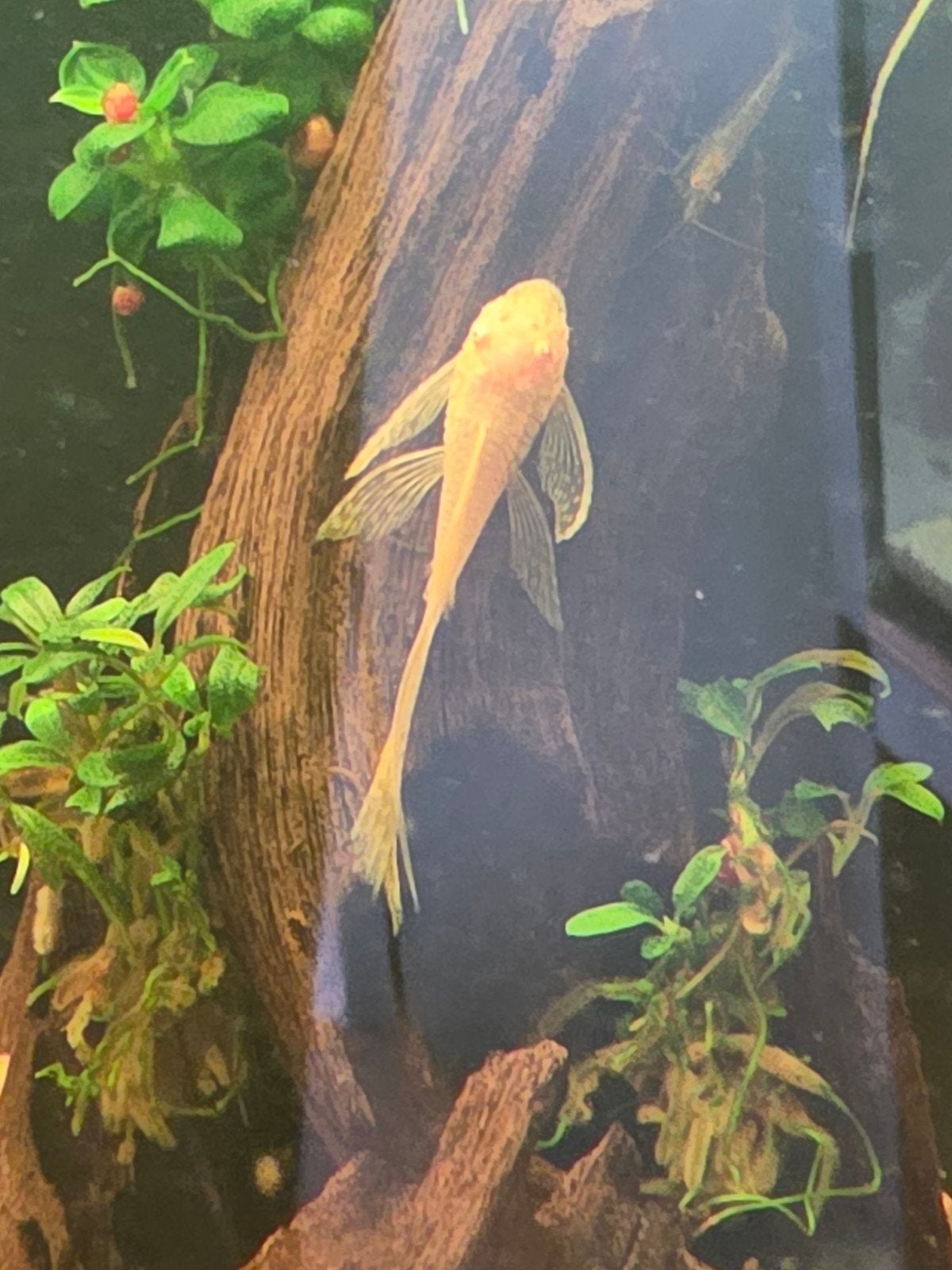Ancistrus albino longfin, Vis