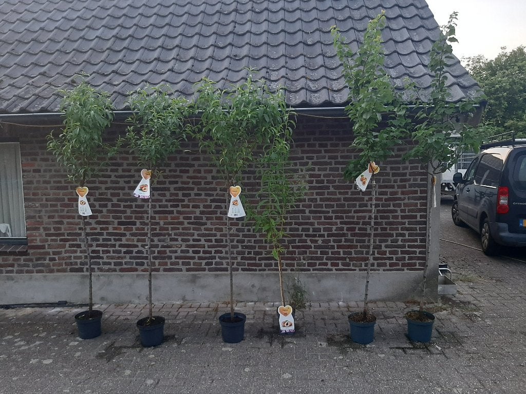 halfstam fruitbomen in pot, Tuin en Terras, Planten | Fruitbomen, Ophalen, Minder dan 100 cm, Overige soorten, In pot