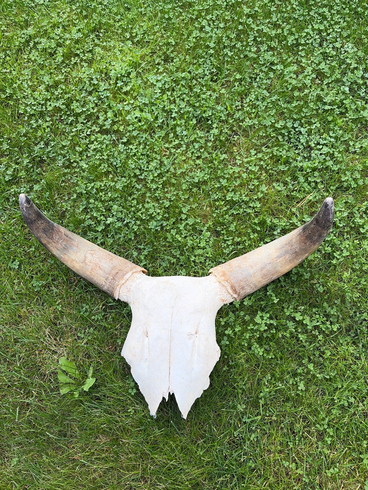 Grote buffelschedel met hoorns - Unieke wanddecoratie, Huis en Inrichting, Ophalen of Verzenden