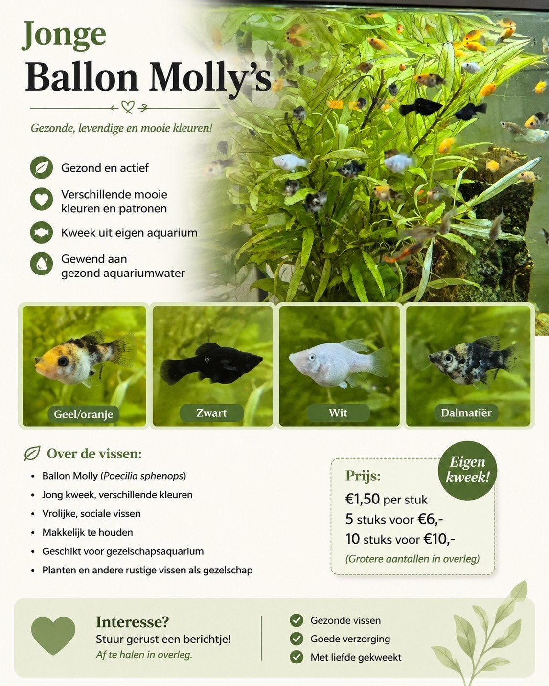 jonge ballon mollys, Dieren en Toebehoren, Vis, Zoetwatervis, Schoolvis