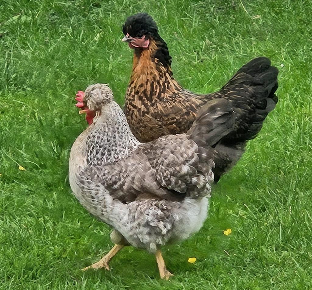 Kippen aan de leg, Dieren en Toebehoren, Pluimvee, Vrouwelijk, Kip