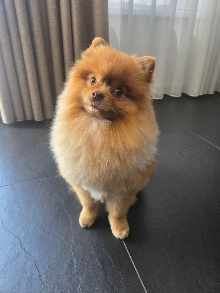 Pomeriaan Dekreu Beschikbaar – Wolf, Dieren en Toebehoren, Honden | Dekreuen, Reu, Parvo, Eén hond, 3 tot 5 jaar