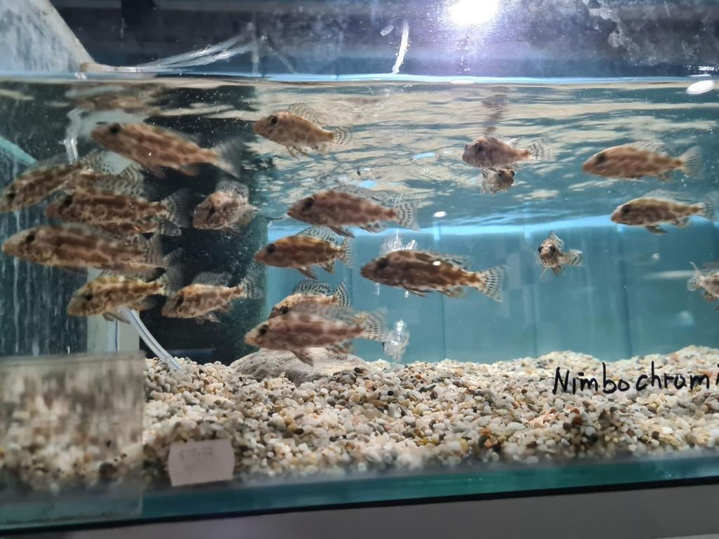Nimbochromis Polystigma Malawi Cichliden, Dieren en Toebehoren, Vissen | Aquariumvissen, Vis, Zoetwatervis