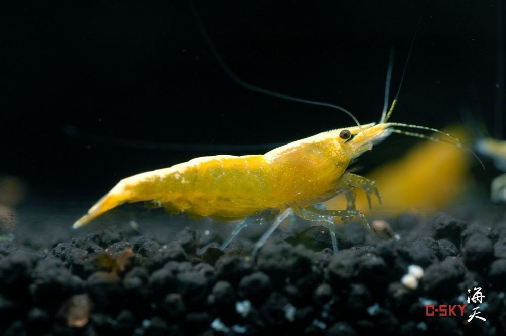 🦐 Gele garnalen (Neocaridina ACTIE), Kreeft, Krab of Garnaal