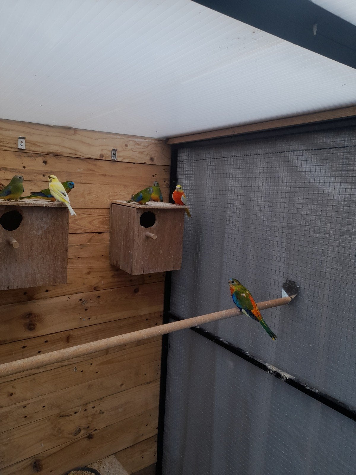 turquoisine parkieten, Meerdere dieren, Parkiet, Geringd