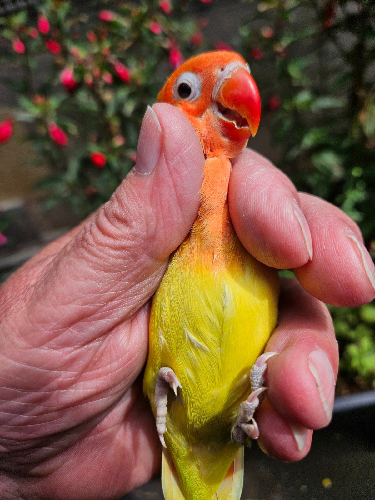 Mooie jonge zwartoog gele fisheri, Dieren en Toebehoren, Vogels | Parkieten en Papegaaien, Geslacht onbekend, Dwergpapegaai of Agapornis