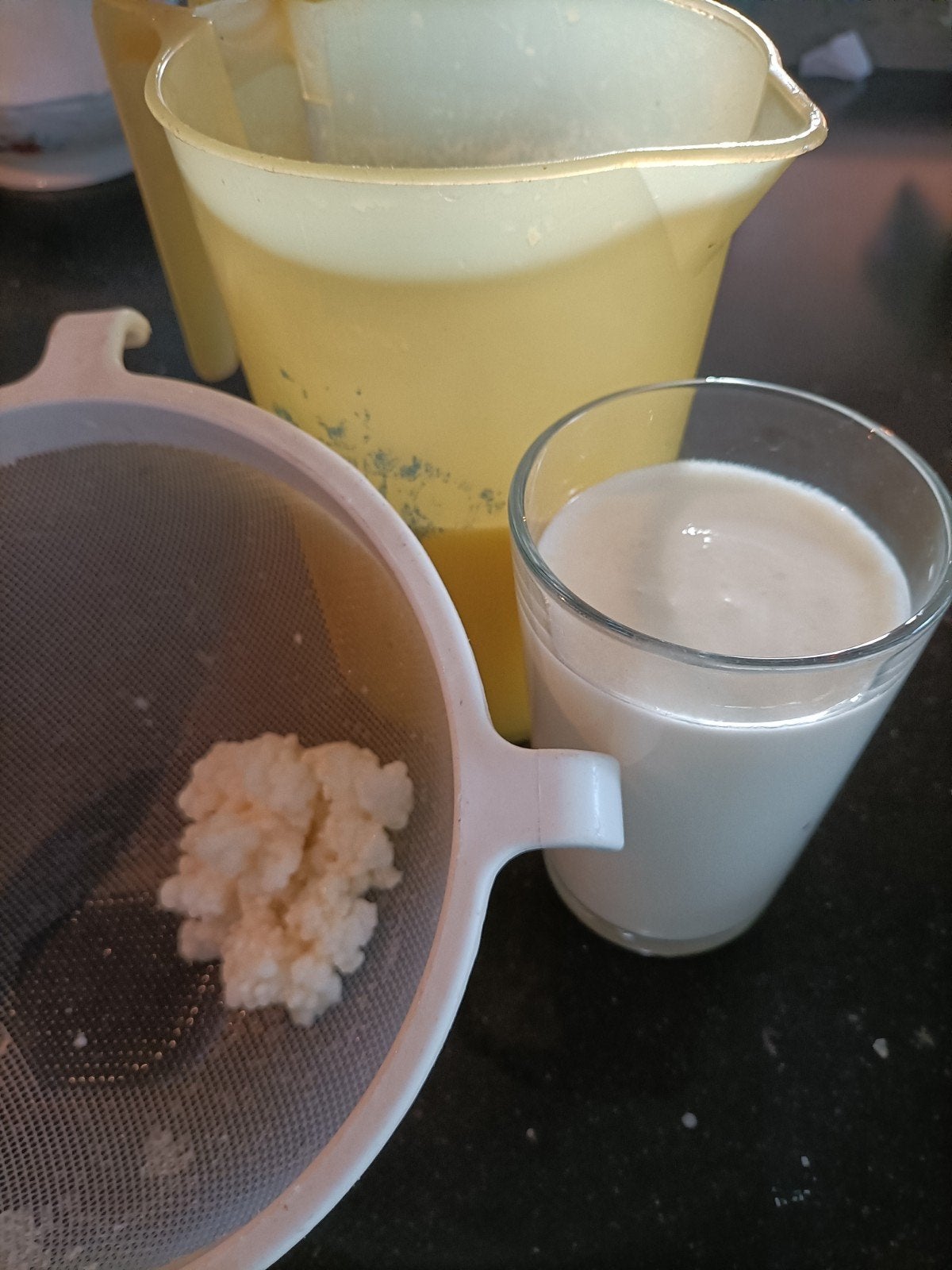 Melkkefir korrels. Yoghurtplantje, kefir, Diversen, Ophalen