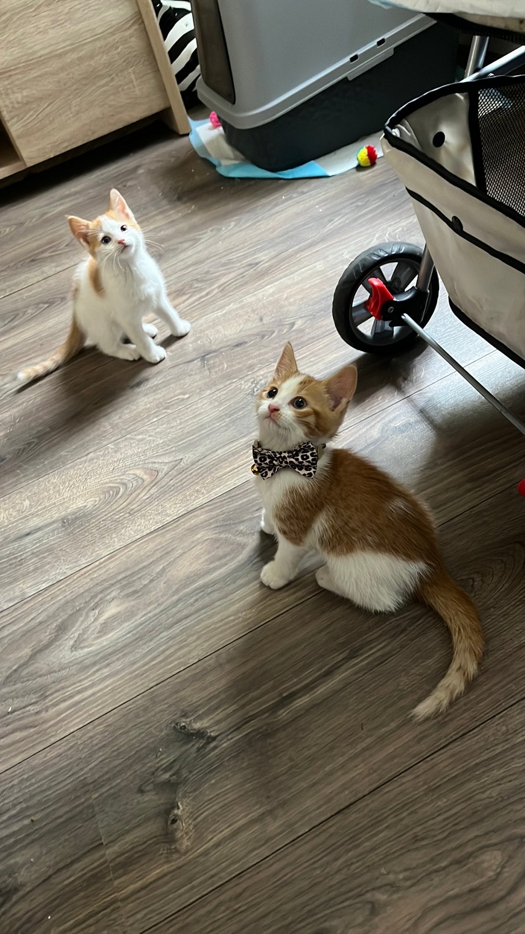 Kitten, Dieren en Toebehoren, Katten en Kittens | Raskatten | Korthaar, Poes, Ontwormd, 0 tot 2 jaar