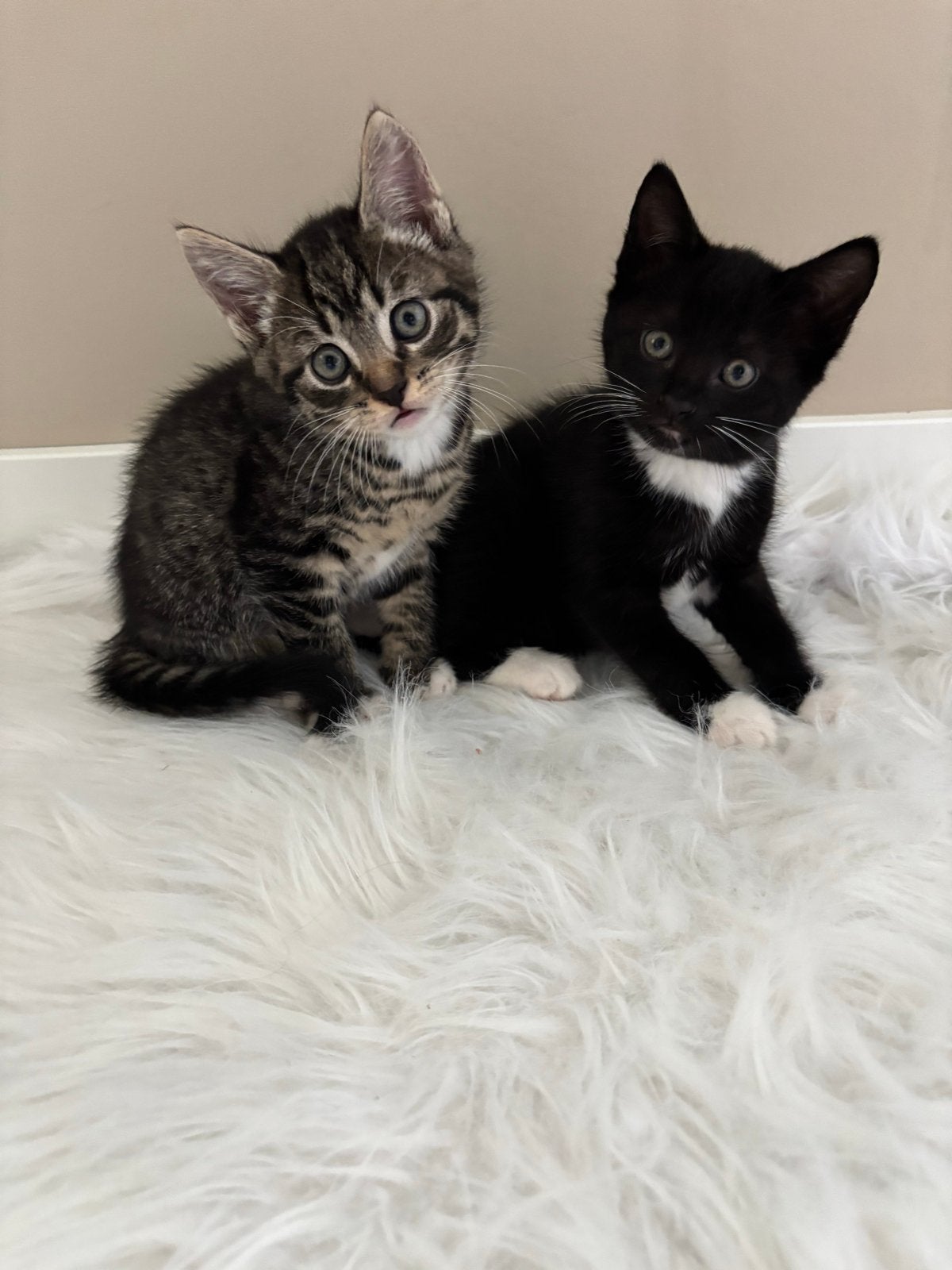Kittens, Dieren en Toebehoren, Poes, 0 tot 2 jaar