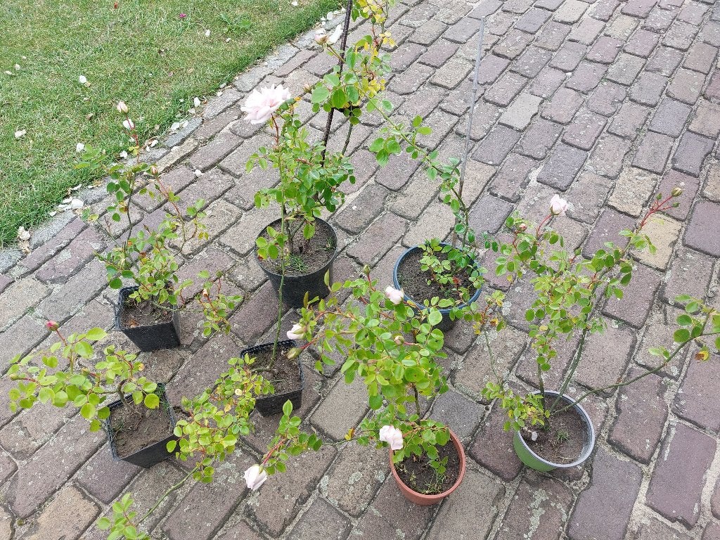 Rosa New Dawn klimroos pot klimrozen, Tuin en Terras, Volle zon, Vaste plant, Ophalen of Verzenden, Klimplanten