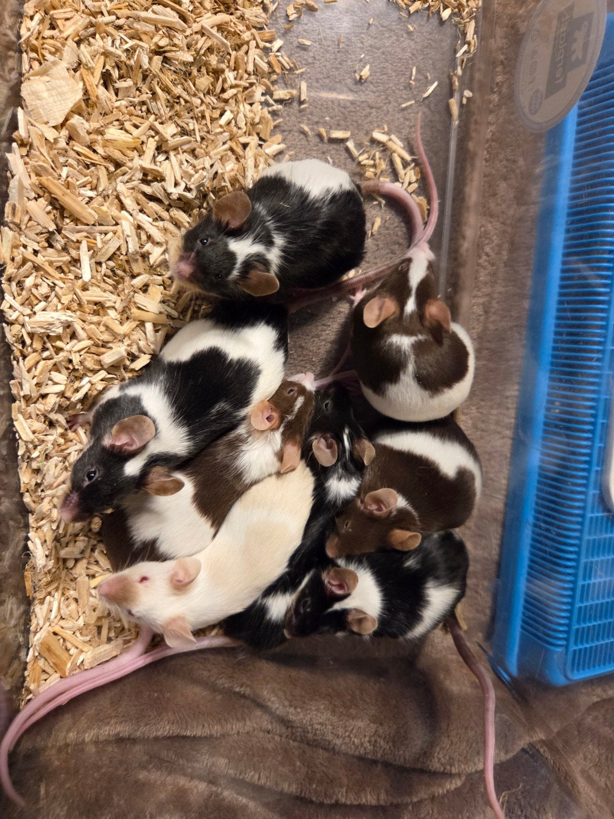 kleurmuizen, Dieren en Toebehoren, Maart, Muis, Vrouwelijk, Tam