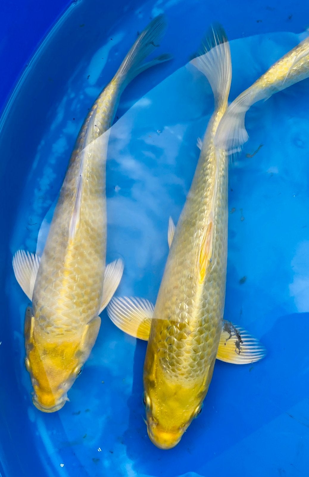 Tosai koi 25cm. Yamabuki, Platinum, Mukashi en meer., Karper of Koi