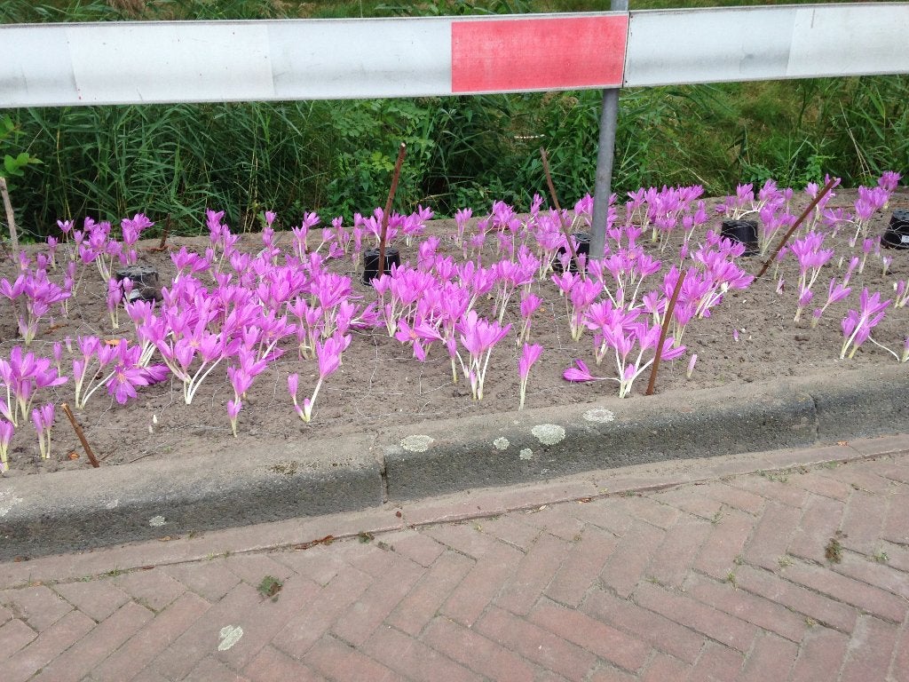 Colchicums (herfststijloos) te koop, Ophalen of Verzenden, Najaar, Volle zon, Bloembol