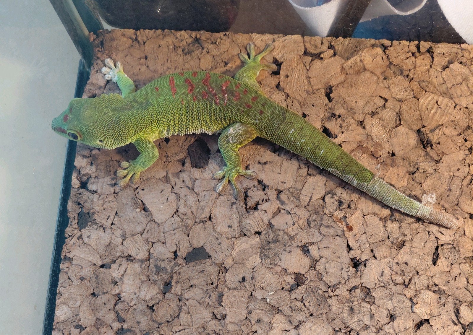 madagascar daggekko vrouw, Dieren en Toebehoren, Hagedis, 0 tot 2 jaar