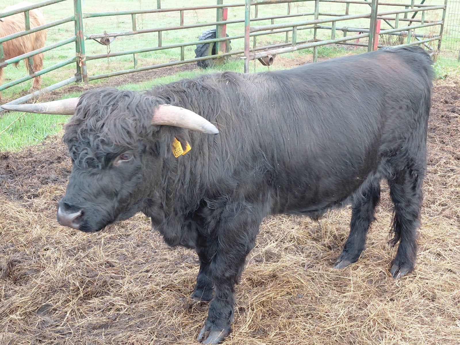 schotsehooglander stier., Dieren en Toebehoren, Runderen, Mannelijk, 0 tot 2 jaar