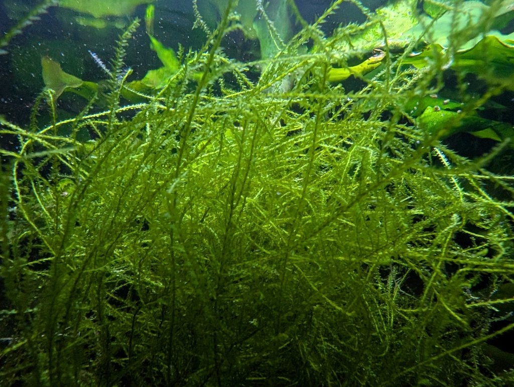 javamos waterplant, Ophalen of Verzenden, Nieuw, Plant(en), Steen of Hout
