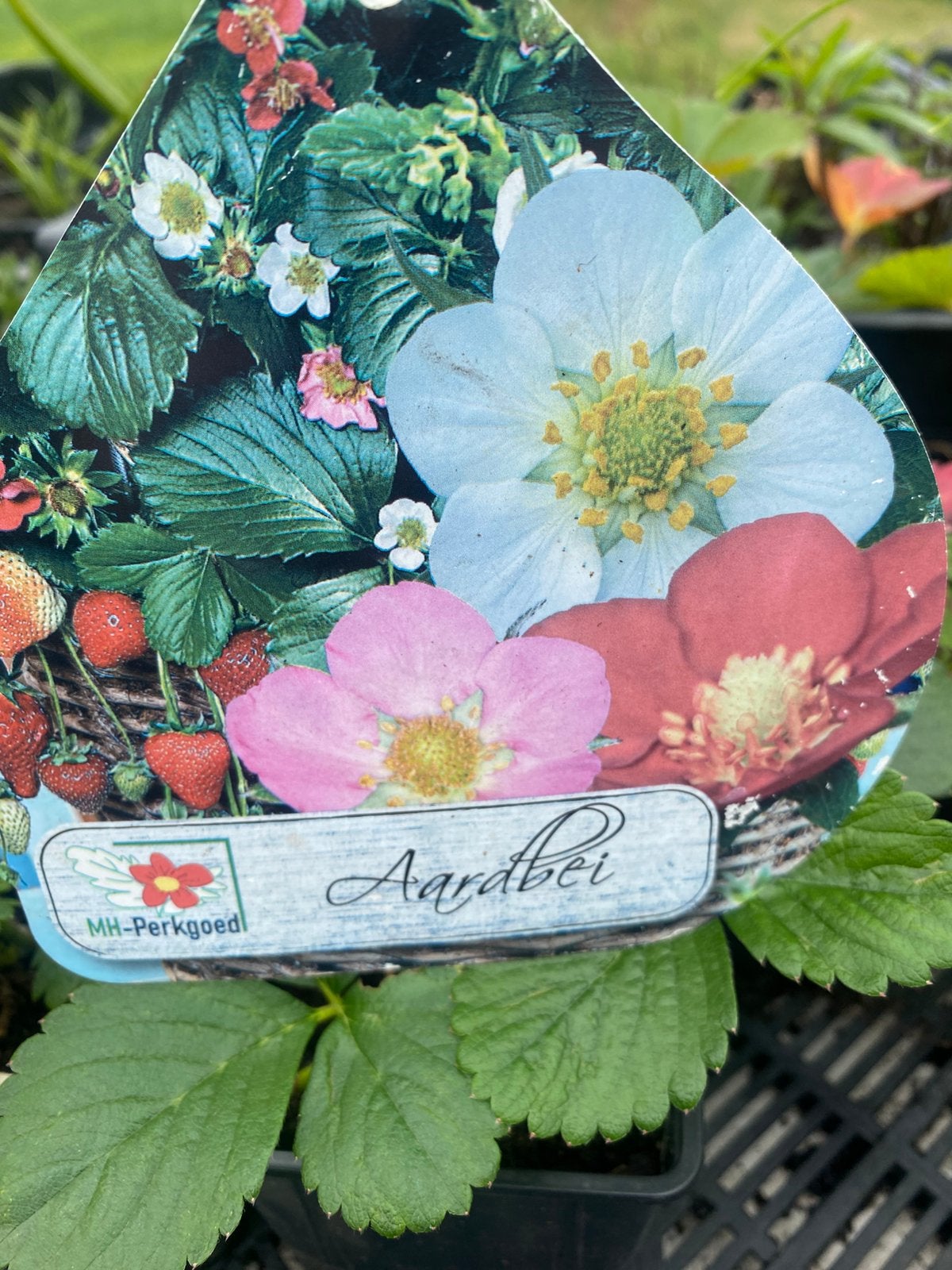 Aardbei doorbloeiend, Tuin en Terras, Planten | Tuinplanten, Ophalen, Overige soorten, Volle zon