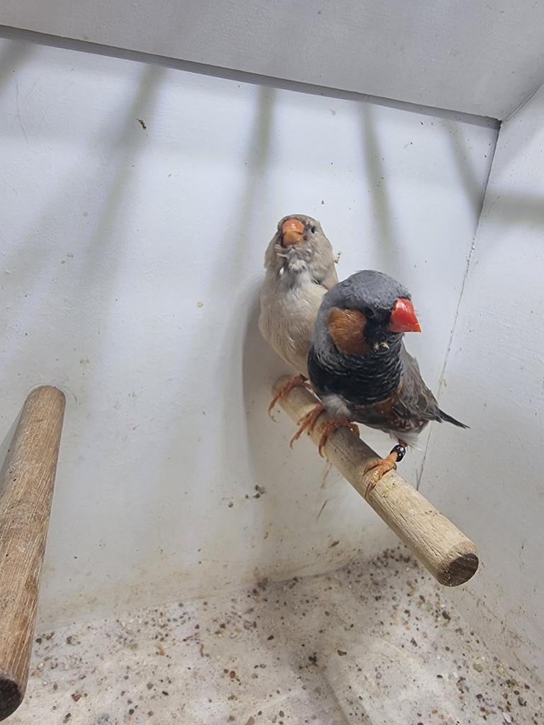 Te koop koppel charcoal, Dieren en Toebehoren, Vogels | Overige Vogels, Meerdere dieren
