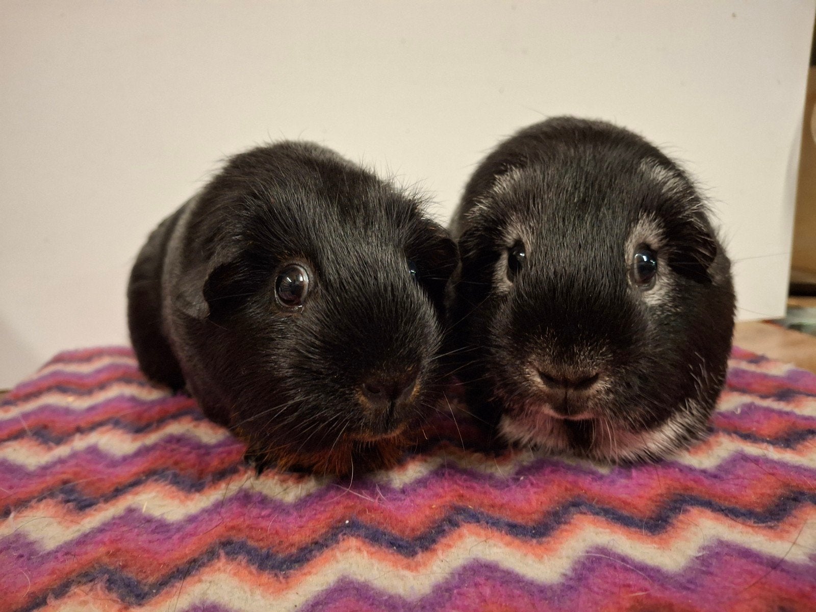 zwart zilvervos gladhaar cavia castraat en tan zeug, Dieren en Toebehoren, Cavia, Februari, Meerdere dieren, Tam