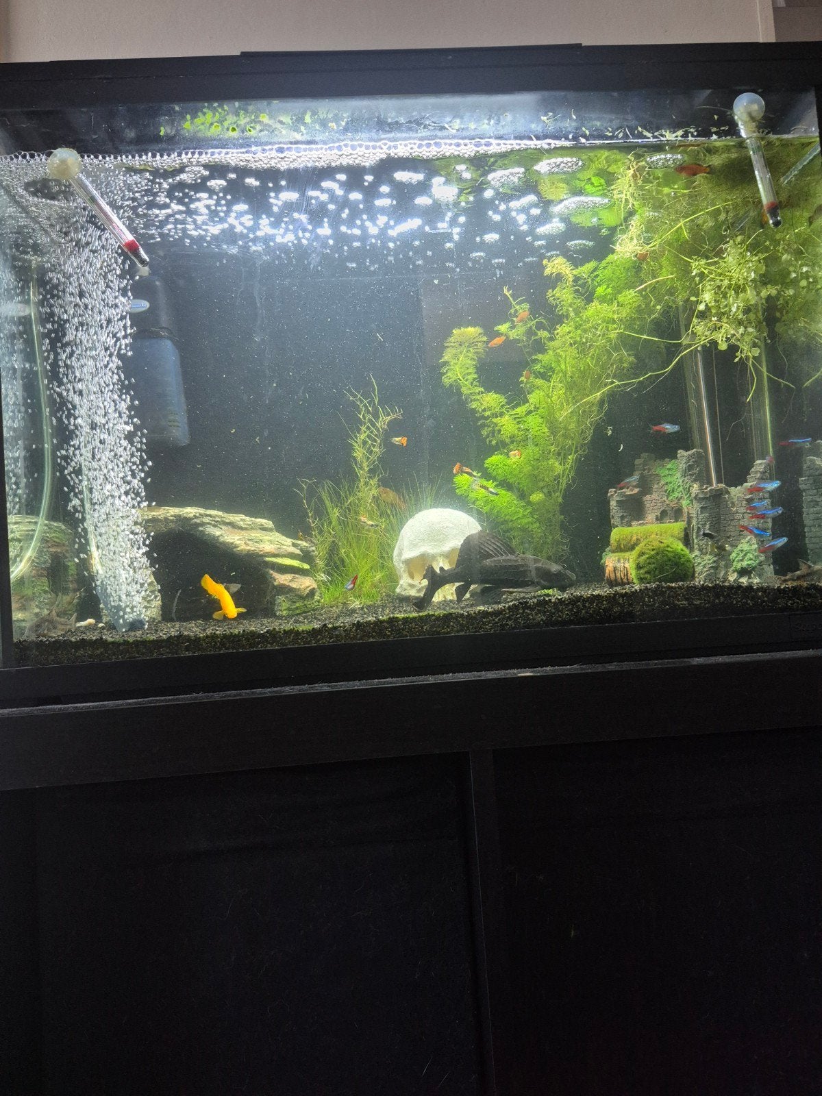 100 liter aquarium met vissen en toebehoren, Dieren en Toebehoren, Ophalen, Gevuld zoetwateraquarium