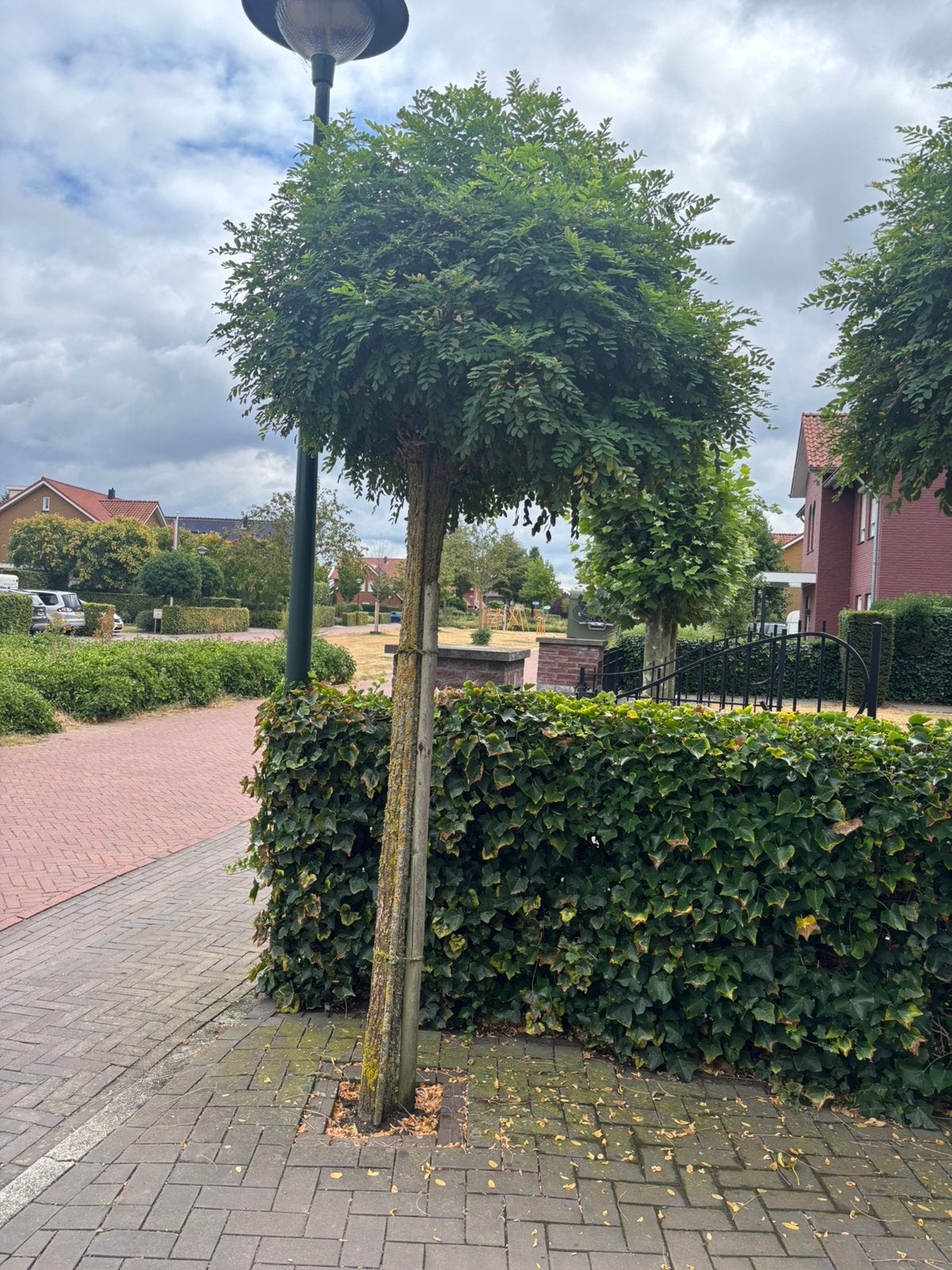 Te koop 6 stuks acasia op stam, Tuin en Terras, Planten | Bomen, Ophalen, Zomer, Volle zon, 100 tot 250 cm