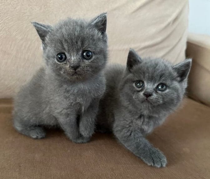 Britse Korthaar Kittens (vrouwtjes), Poes, Ontwormd, 0 tot 2 jaar