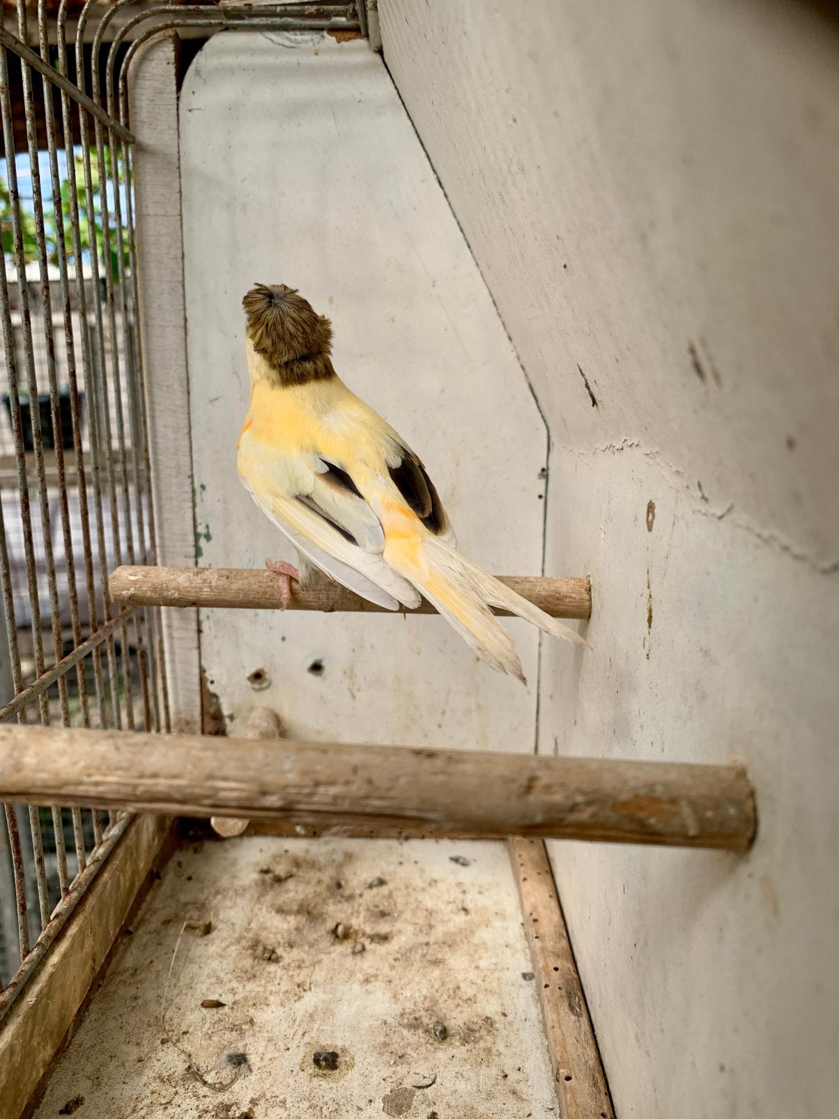 Kanarie man te koop 2026, Dieren en Toebehoren, Vogels | Kanaries, Mannelijk, Kleurkanarie