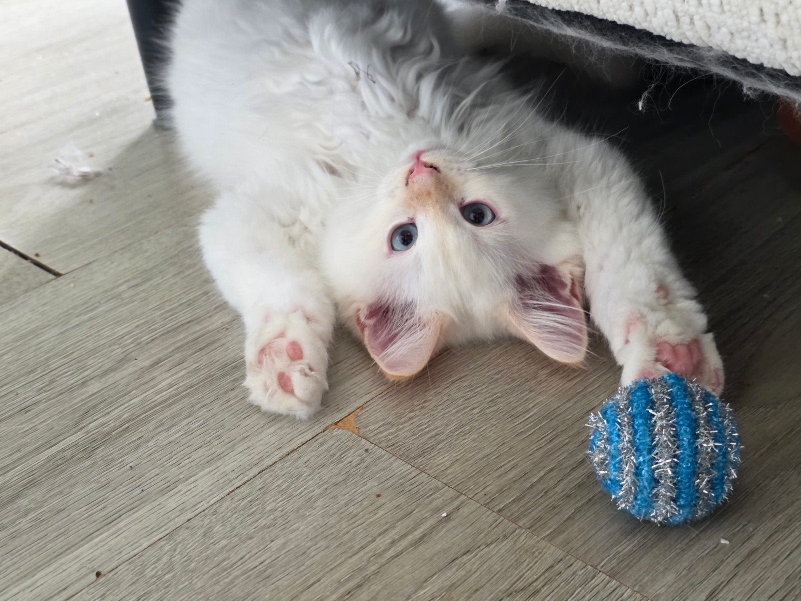 Siberische boskat kittens 1 nog beschikbaar!, Dieren en Toebehoren, Meerdere dieren, Gechipt, 0 tot 2 jaar