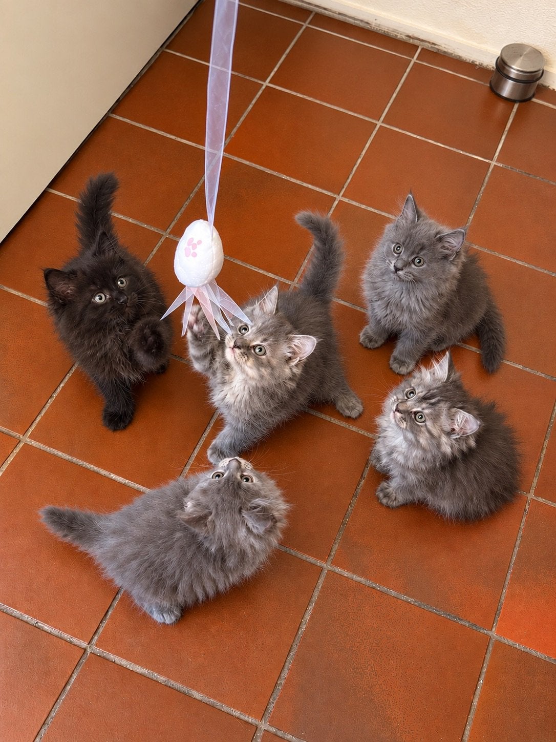 Maine coon/ Pers kittens, Dieren en Toebehoren, Meerdere dieren, Gechipt, 0 tot 2 jaar