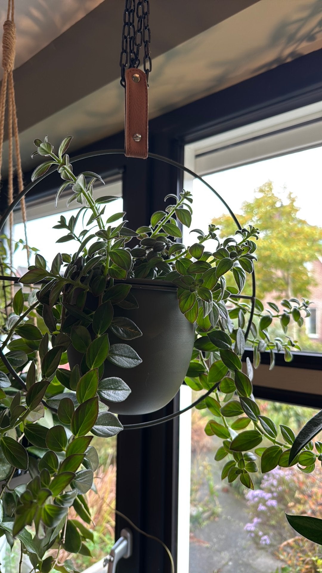 Columnea Krakatau, Ophalen of Verzenden, Halfschaduw, Minder dan 100 cm